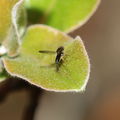 Drosophila fungiperda Kahuku 7248