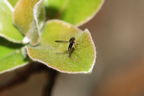 Drosophila fungiperda Kahuku 7248