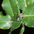 Drosophila fungiperda Kahuku 7253