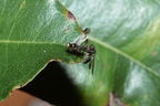 Drosophila fungiperda Kahuku 7254