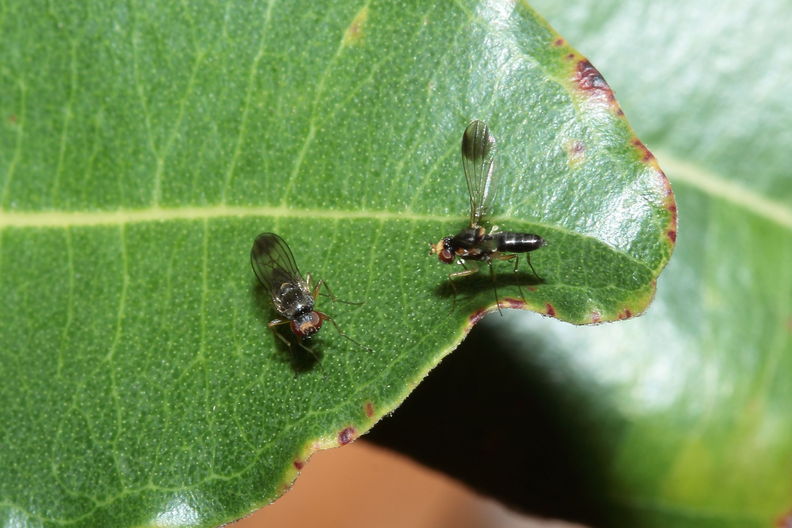 Drosophila fungiperda Kahuku 7255.jpg