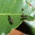 Drosophila fungiperda Kahuku 7255