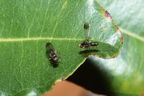 Drosophila fungiperda Kahuku 7255
