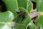 Drosophila fungiperda Kahuku 7260