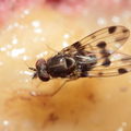 Drosophila glabriapex Pihea 3959