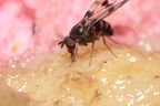 Drosophila glabriapex Pihea 3960