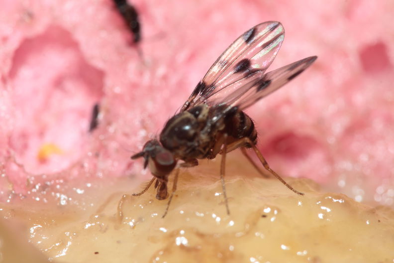 Drosophila glabriapex Pihea 3964.jpg