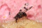 Drosophila glabriapex Pihea 3965