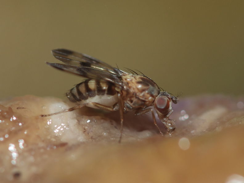 Drosophila gradata Hapapa 9568.jpg