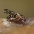 Drosophila gradata Hapapa 9568