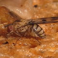 Drosophila gradata Kahanahaiki 3999