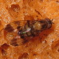 Drosophila gradata Kahanahaiki 4002