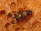 Drosophila gradata Kahanahaiki 4002