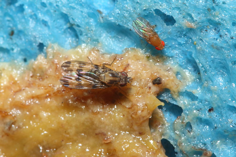 Drosophila gradata Palikea 1993.jpg