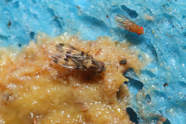 Drosophila gradata Palikea 1994.jpg