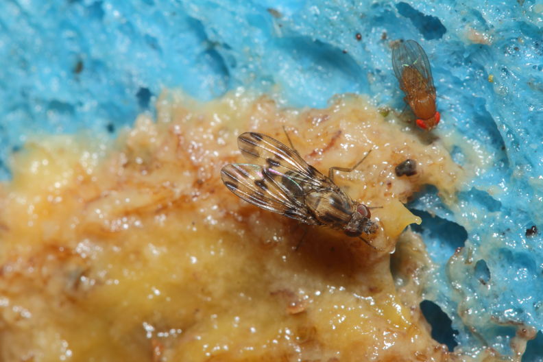 Drosophila gradata Palikea 1995.jpg