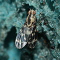 Drosophila grimshawi Huewai 6811