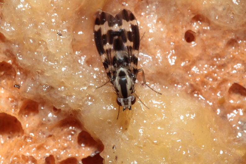 Drosophila grimshawi Waikamoi 7019.jpg