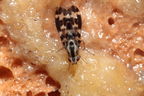 Drosophila grimshawi Waikamoi 7019