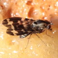 Drosophila grimshawi Waikamoi 7020