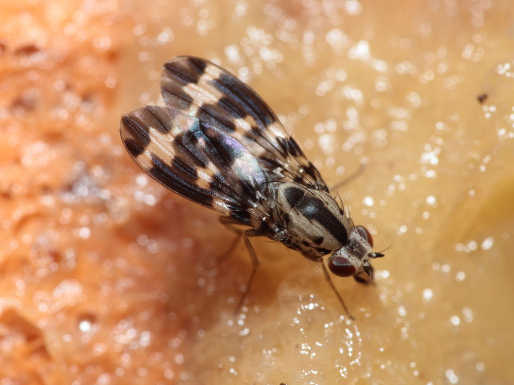 Drosophila grimshawi Waikamoi 7027