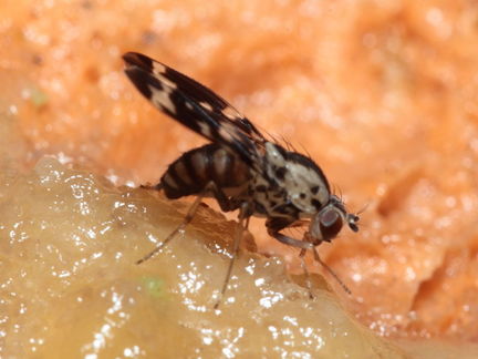 Drosophila grimshawi Waikamoi 7033