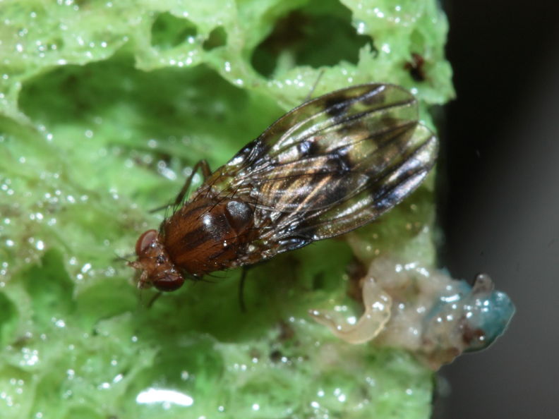 Drosophila hamifera Waikamoi 6988.jpg