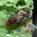 Drosophila hamifera Waikamoi 6988
