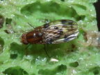 Drosophila hamifera Waikamoi 6989