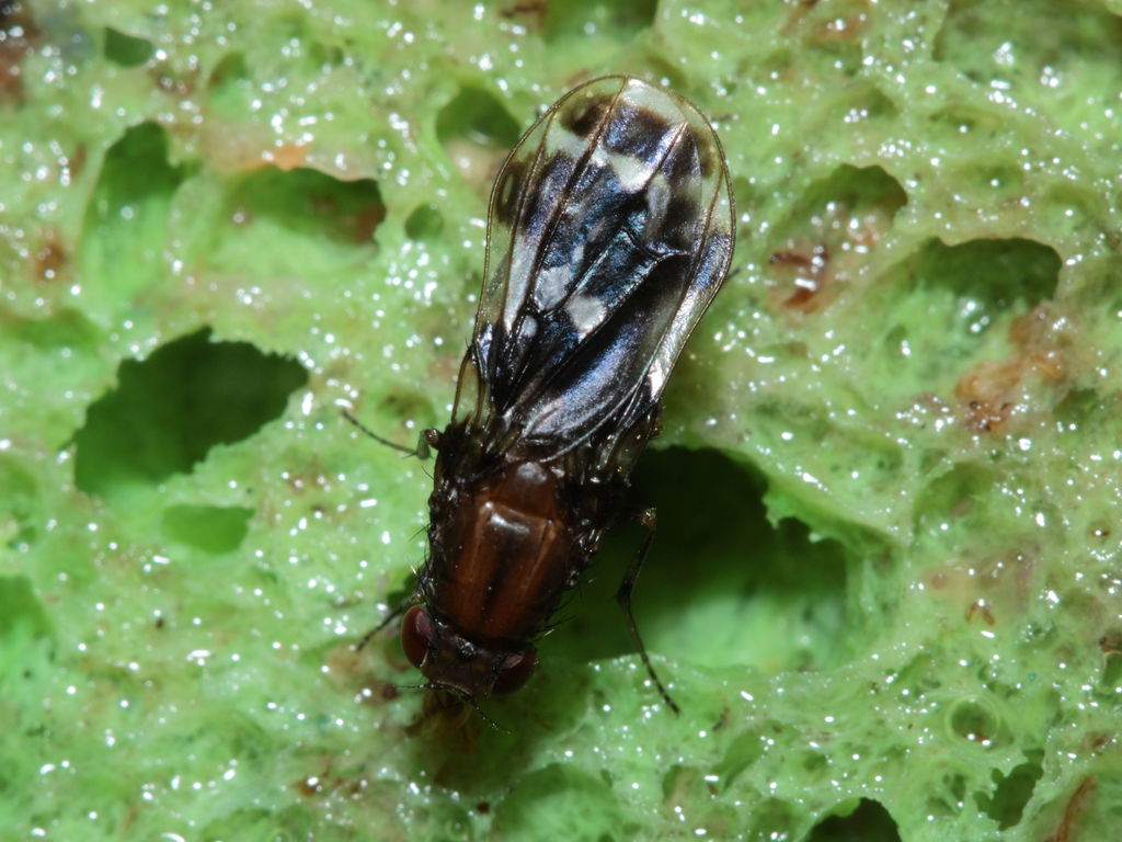 Drosophila hamifera Waikamoi 6990