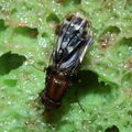 Drosophila hamifera Waikamoi 6990