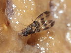 Drosophila hawaiiensis Laupahoehoe 7182