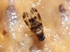 Drosophila hawaiiensis Laupahoehoe 7185