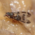 Drosophila hawaiiensis Laupahoehoe 7200