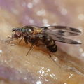 Drosophila hawaiiensis Laupahoehoe 7206