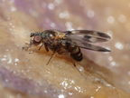 Drosophila hawaiiensis Laupahoehoe 7206