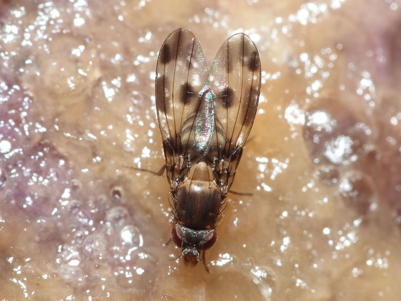 Drosophila hawaiiensis Laupahoehoe 7208.jpg