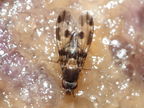 Drosophila hawaiiensis Laupahoehoe 7208