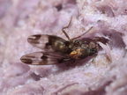 Drosophila hawaiiensis Laupahoehoe 7217