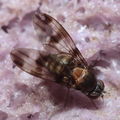 Drosophila hawaiiensis Laupahoehoe 7223