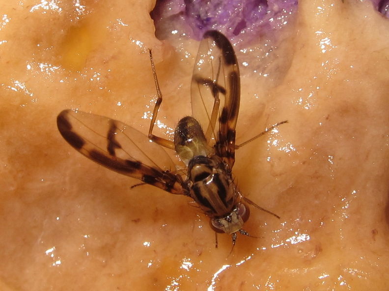 Drosophila hemipeza Hapapa 5232.jpg