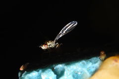 Drosophila hemipeza Palikea 1873