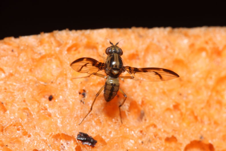 Drosophila hemipeza Palikea 2023.jpg