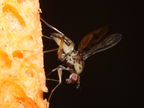 Drosophila hemipeza Palikea 2024