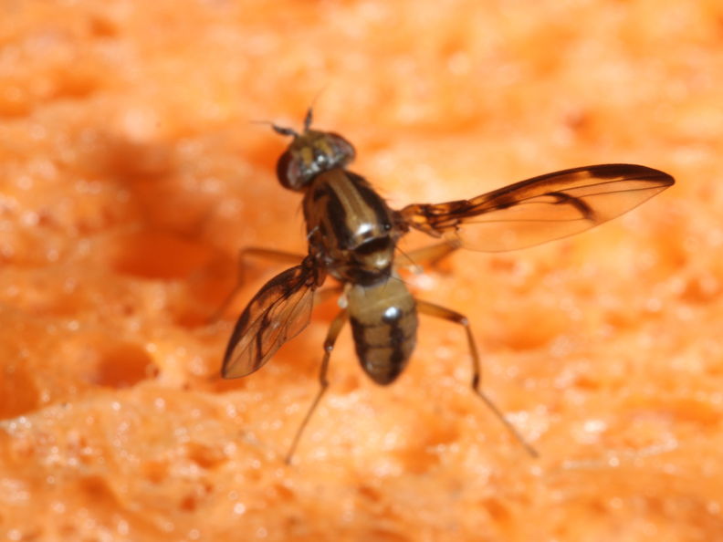Drosophila hemipeza Palikea 2026.jpg