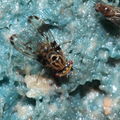 Drosophila heteroneura Kukuiopae 3415