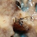 Drosophila heteroneura Kukuiopae 3452