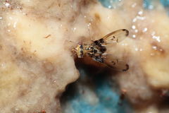 Drosophila heteroneura Kukuiopae 3453