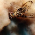 Drosophila heteroneura Kukuiopae 3454.jpg