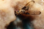 Drosophila heteroneura Kukuiopae 3454